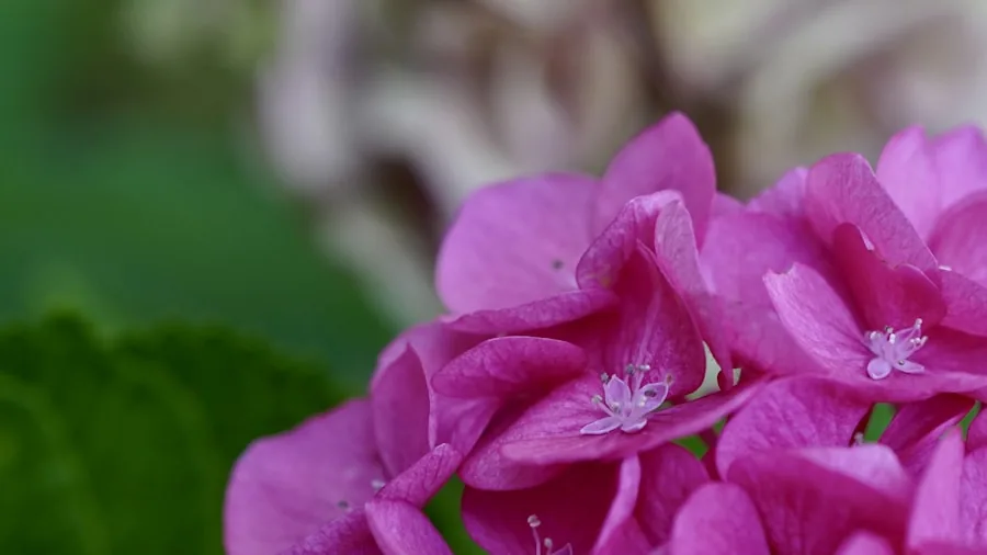 July Plant Propagation: What Buyers Should Know Before Growing Your Garden Free 3 hydrangea geranium fuchsia flowers