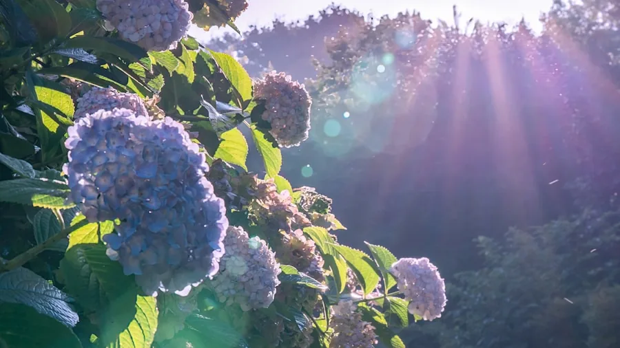 Summer Heatwaves and Plants: Which Ones Survive and Which Ones Need Your Help 3 hydrangea shade cloth garden watering