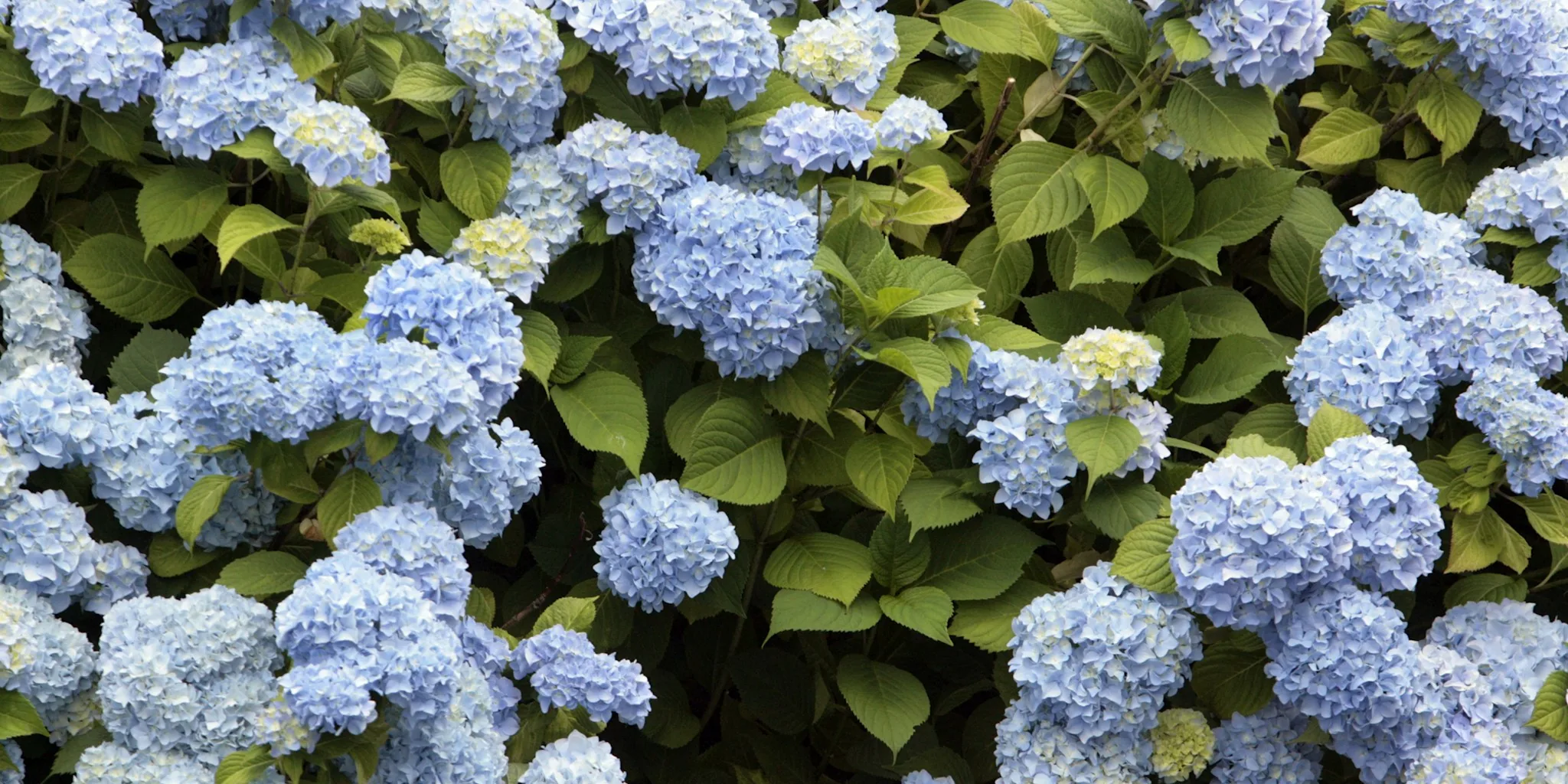 Heat Killing Your Hydrangeas? Try These Plant Alternatives