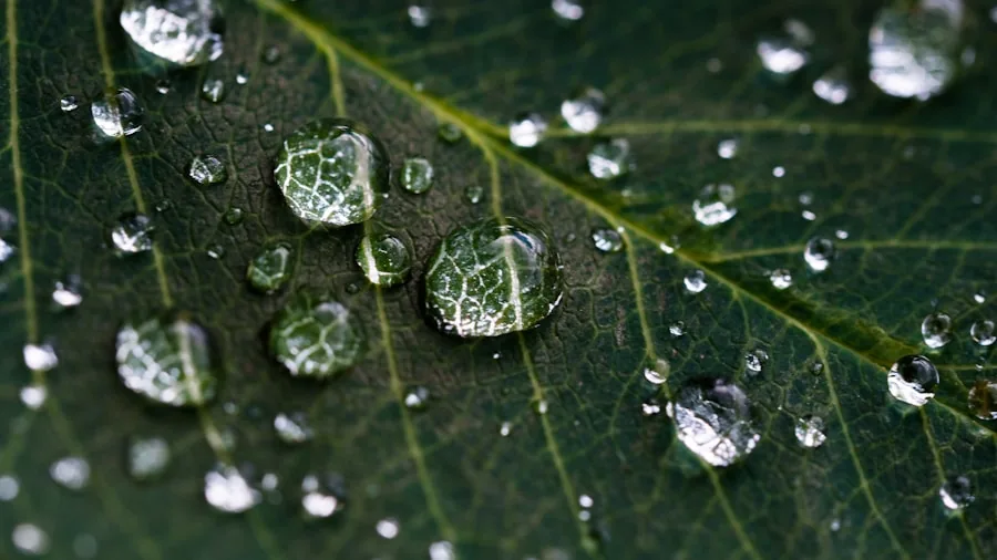 Dish Soap Revives Dying Plants in Pots: What Summer Shoppers Need to Know 2 hydrophobic soil water repellent