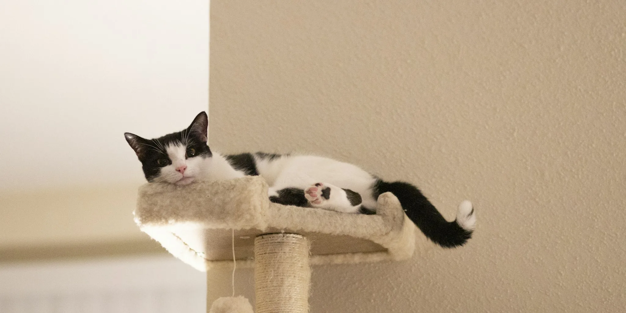 Indoor Cat Transition: Research Shows It Is Easier Than You Think