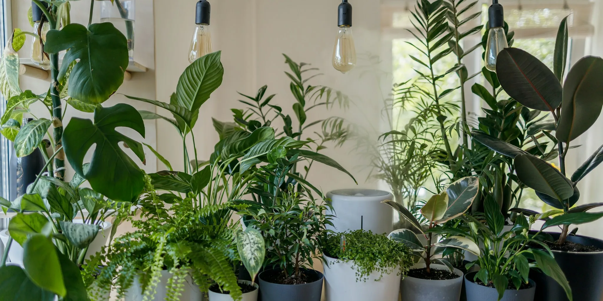 Snake Plant Turning Yellow: What Shoppers Need to Know About Plant Rescue