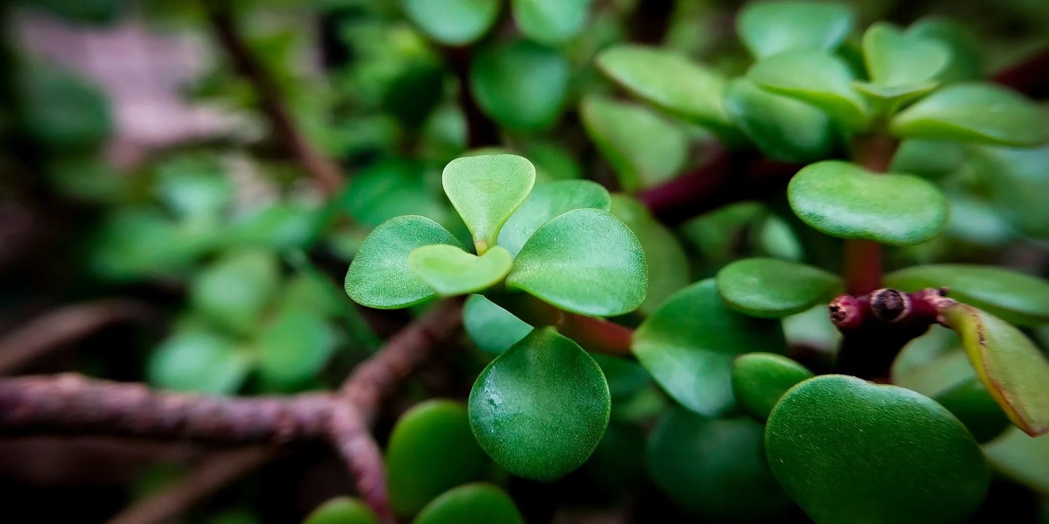 7 Tips to Keep Your Jade Plant Thriving Through Fall and Winter