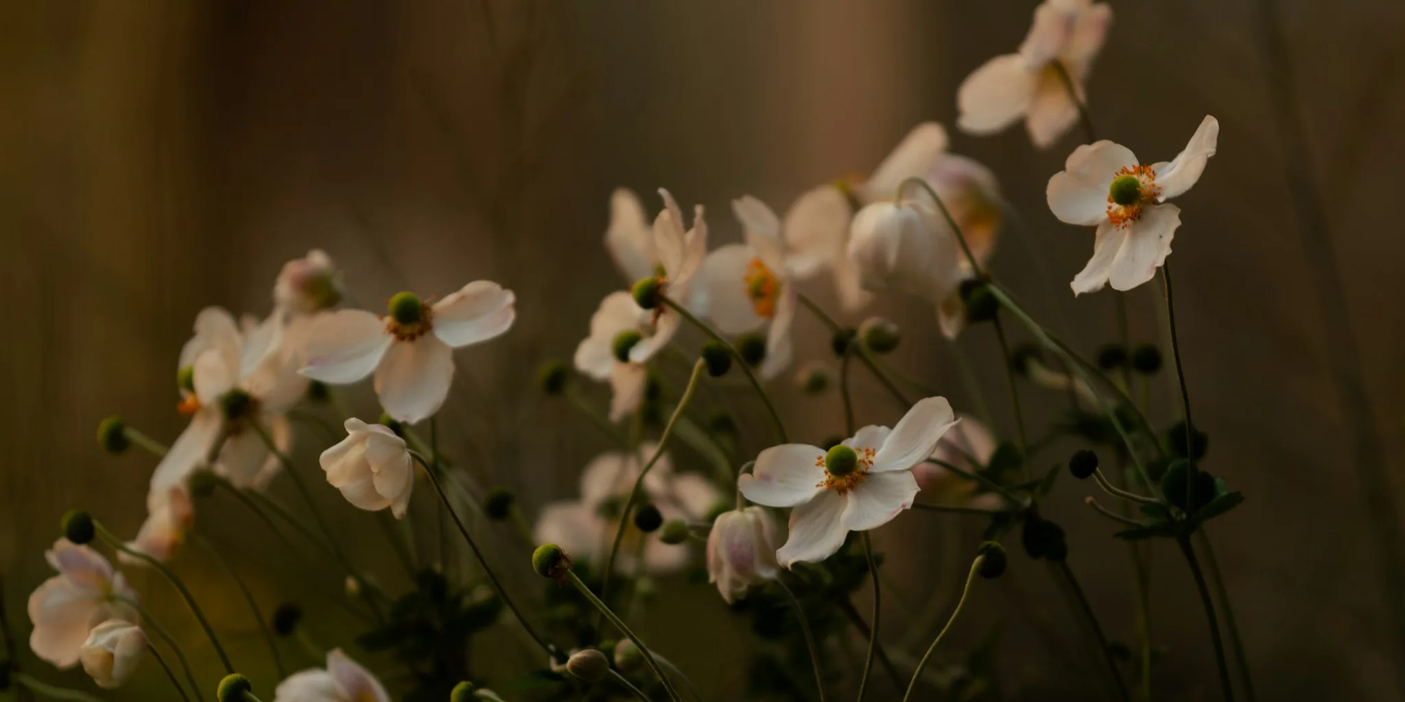 Japanese Anemones: The Fall Garden Secret Everyone Is Planting
