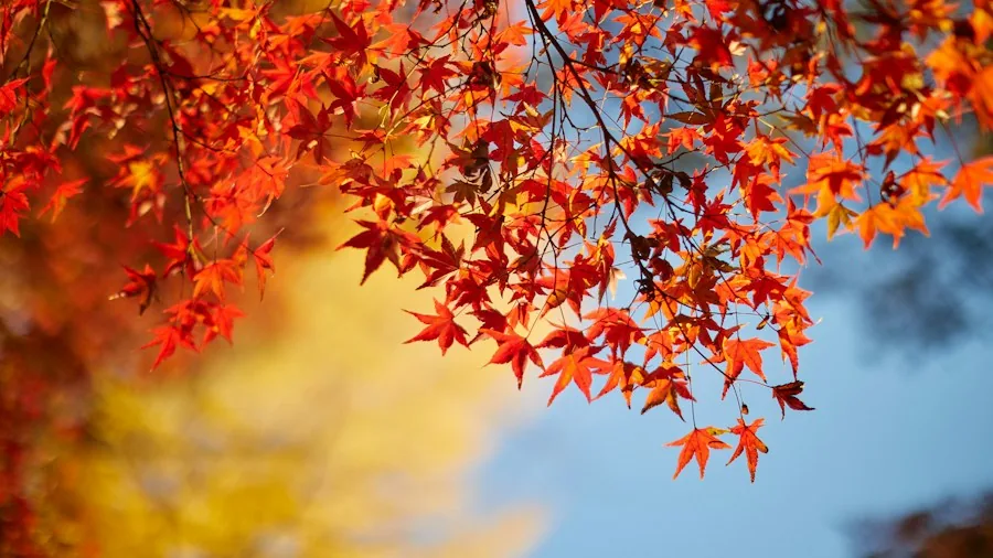 September Tree Planting in Containers: What Buyers Should Know Before Shopping 2 Japanese maple autumn foliage
