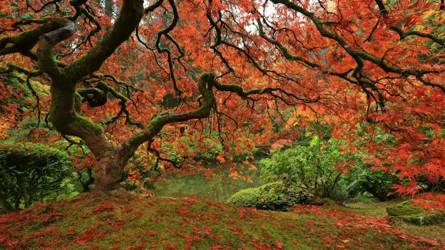 How to Build a Koi Pond in Your Garden: Tips from Experts 2 Japanese maple ornamental plants