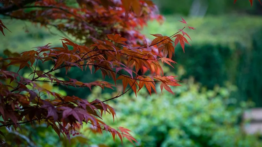 Japanese maple tree garden focal point