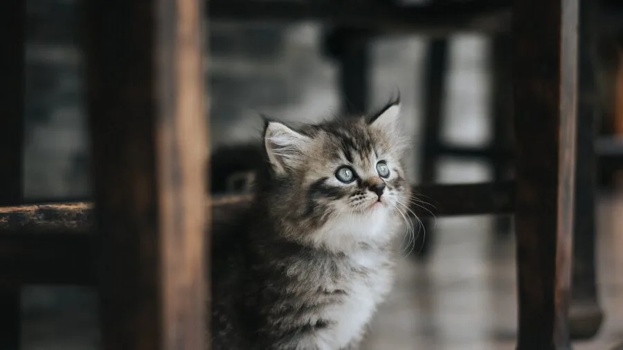 Foster Kitten with Rare Inner Ear Condition Shows Pet Owners What to Know 2 kitten eating from bowl on floor