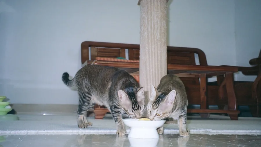 Cat Vomiting After Drinking Water: What Pet Owners Should Know 3 kitten eating from bowl