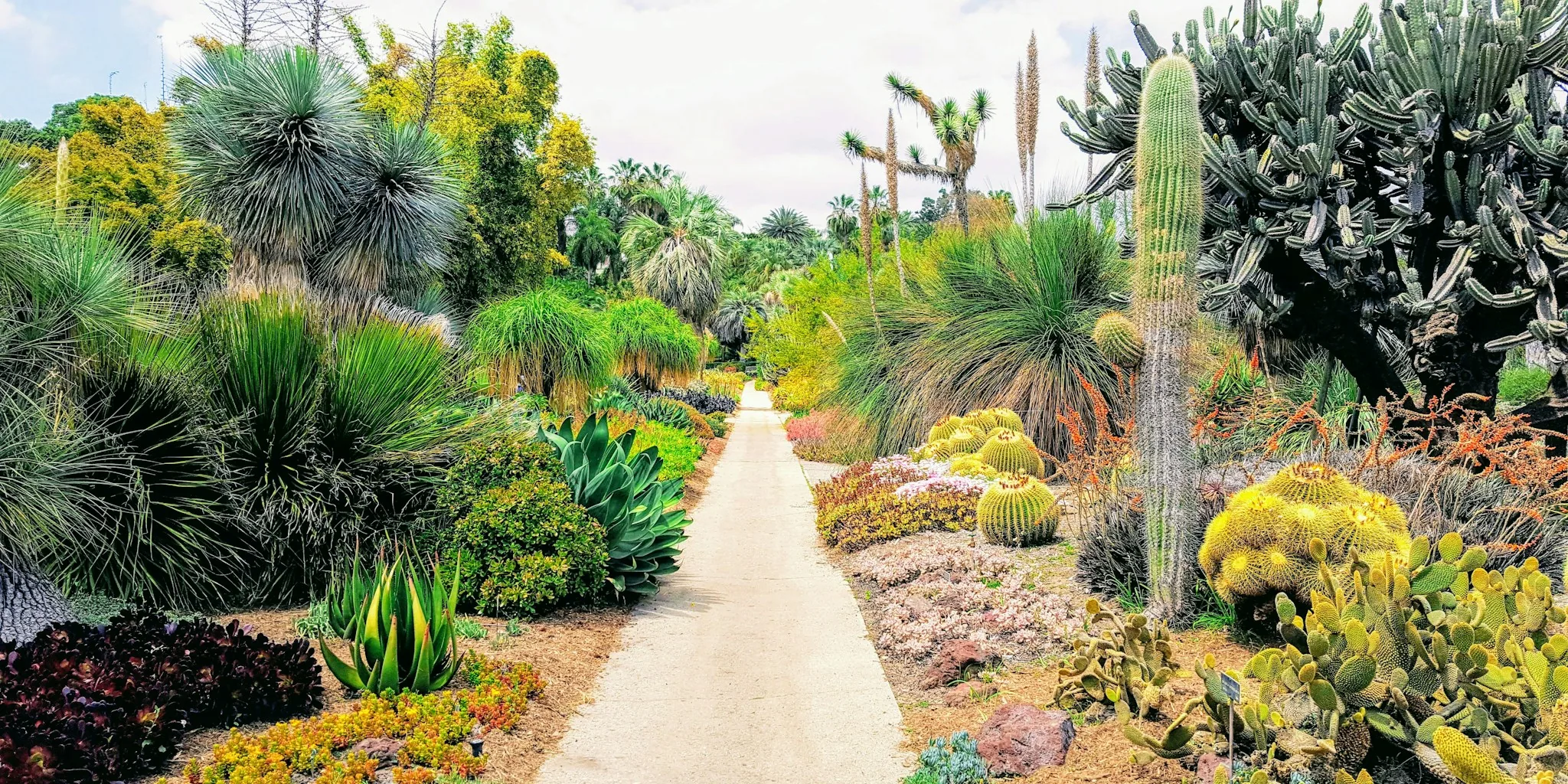Statement Cacti Are Taking over Gardens Everywhere, Even in Cold Climates: Here’s What Shoppers Should Know