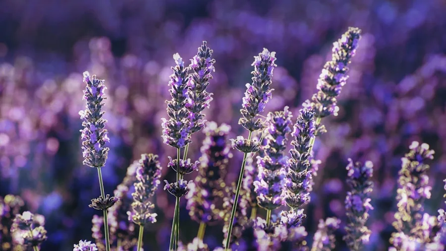lavender border sunlight blooms