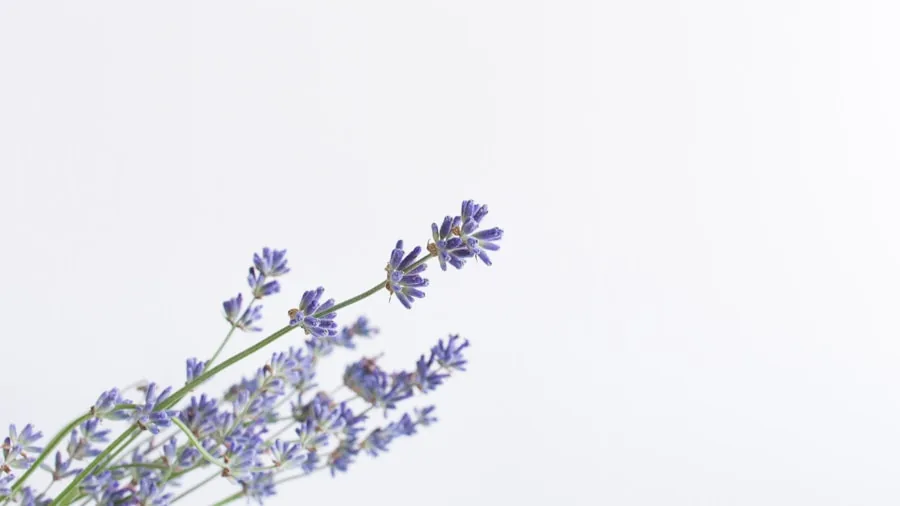 lavender flowers blooming summer
