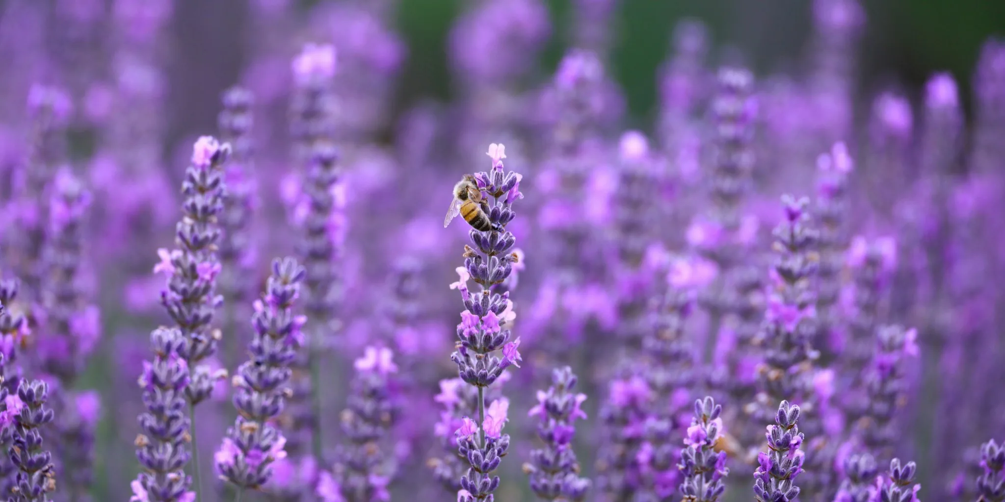 Lavender Varieties for Every USDA Zone