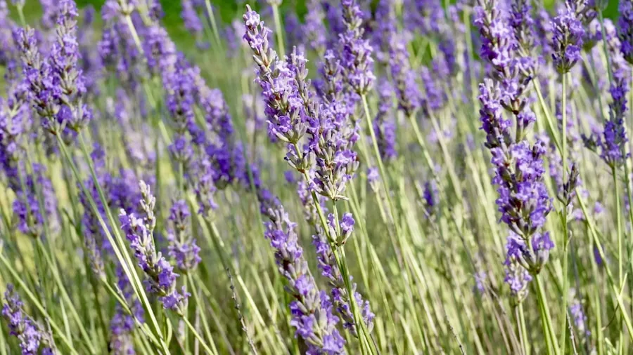 Plant Screening Methods Reshape Patio Pest Control in 2024 2 lavender lemongrass container herbs