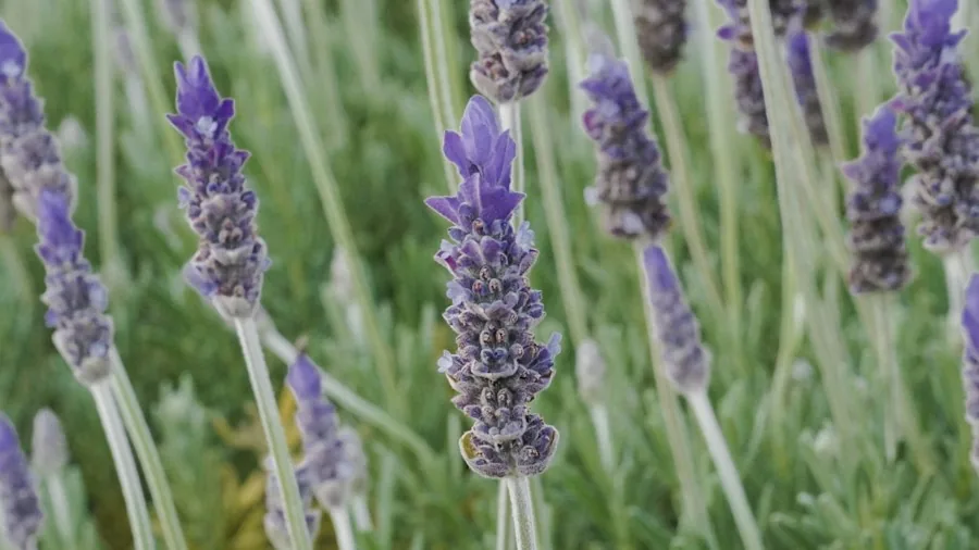 Strong El Nino Winter Forecast: Which Plants Need Extra Protection Now 2 lavender plant drainage gravel mulch