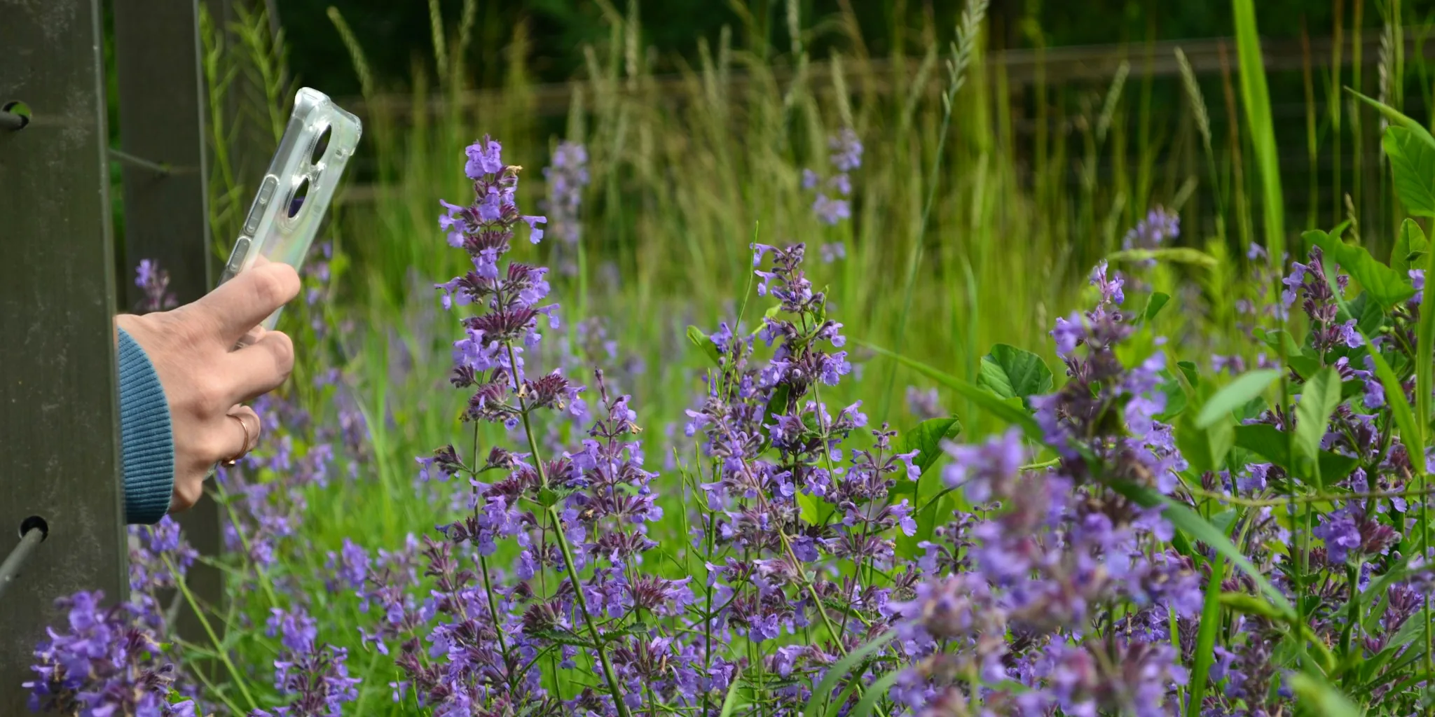 Late Summer Lavender Pruning Tips for Winter Survival
