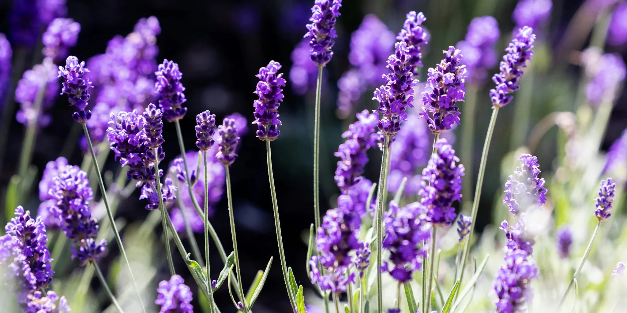 7 Tips to Winterize Lavender Plants