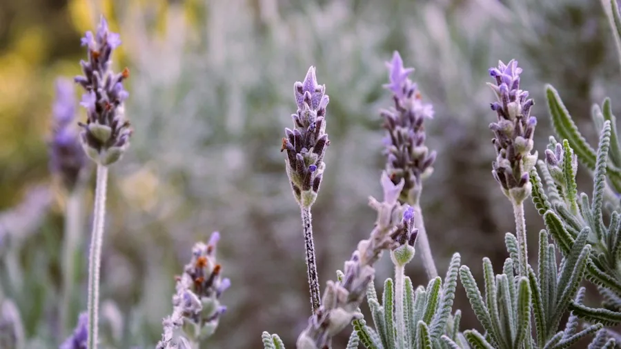 7 Tips to Winterize Lavender and Protect Your Plant from Cold Damage 3 lavender plant with frost