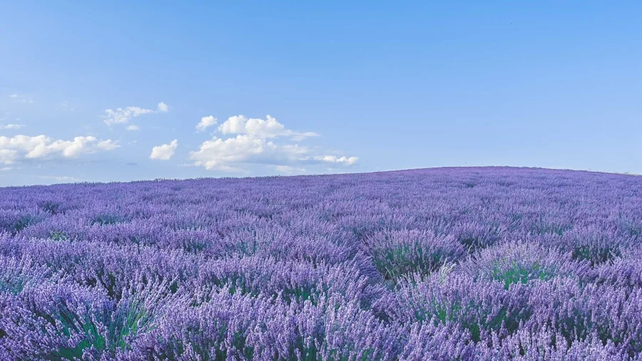 Severe Late Summer Drought Hits Gardens: What Shoppers Should Know About Drought Tolerant Plants 3 lavender purple flowers planted slope