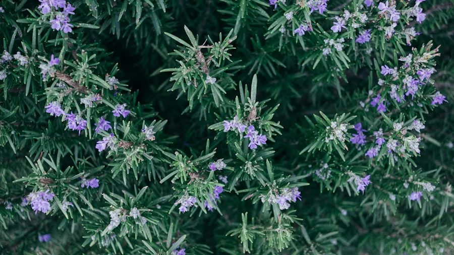 Free Plants From August Cuttings: What Shoppers Should Know 2 lavender rosemary herb cuttings