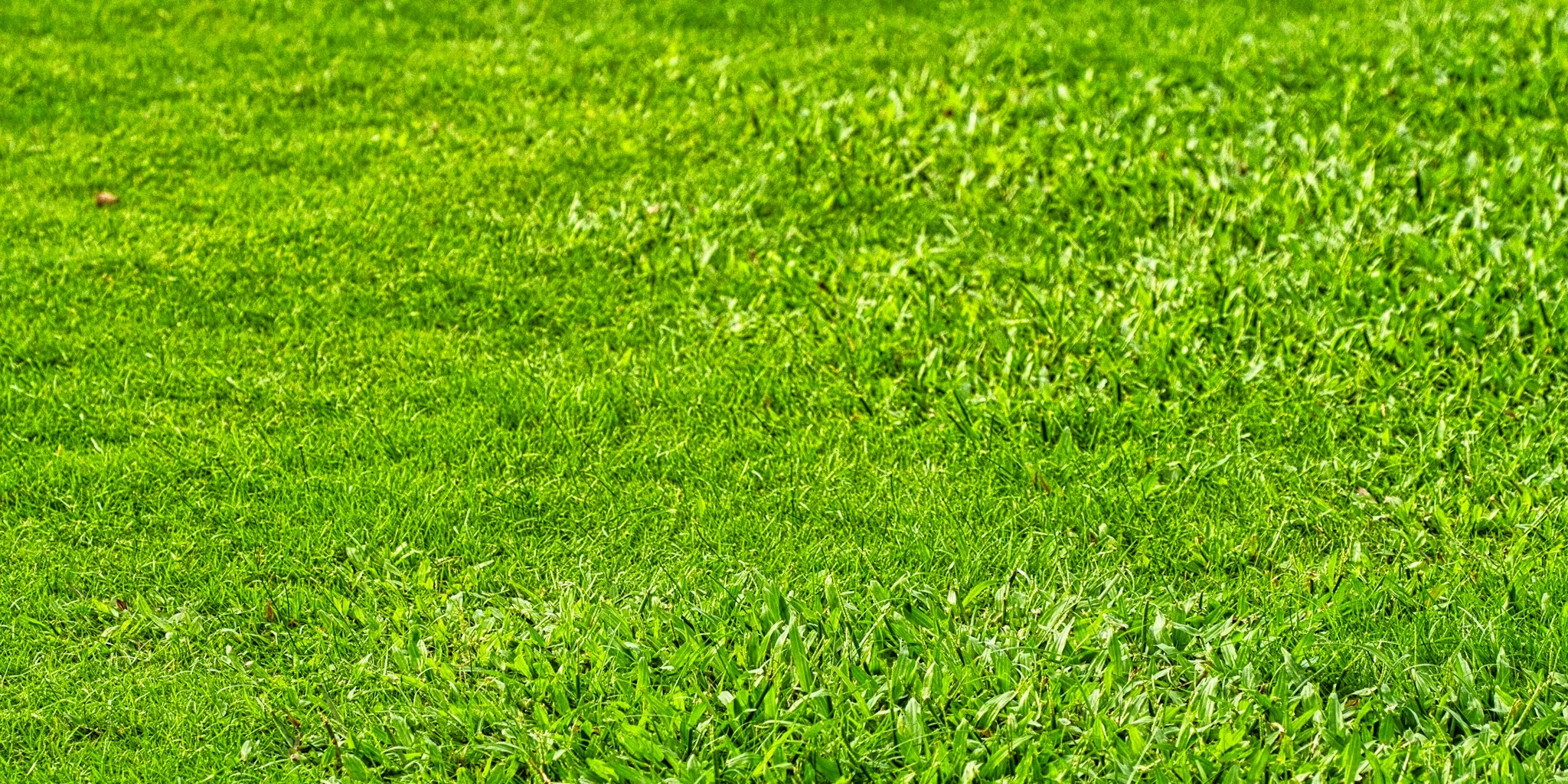 October Aeration: Your Lawn Needs This Fall