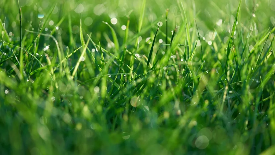 Chafer Grubs Surge This Season What Lawn Owners Need to Know Now 2 lawn maintenance watering moist grass
