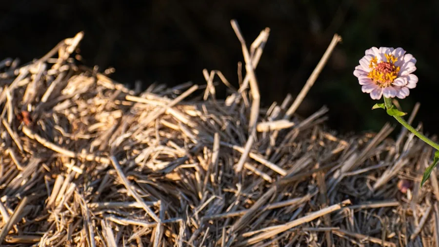 lawn removal cardboard mulch