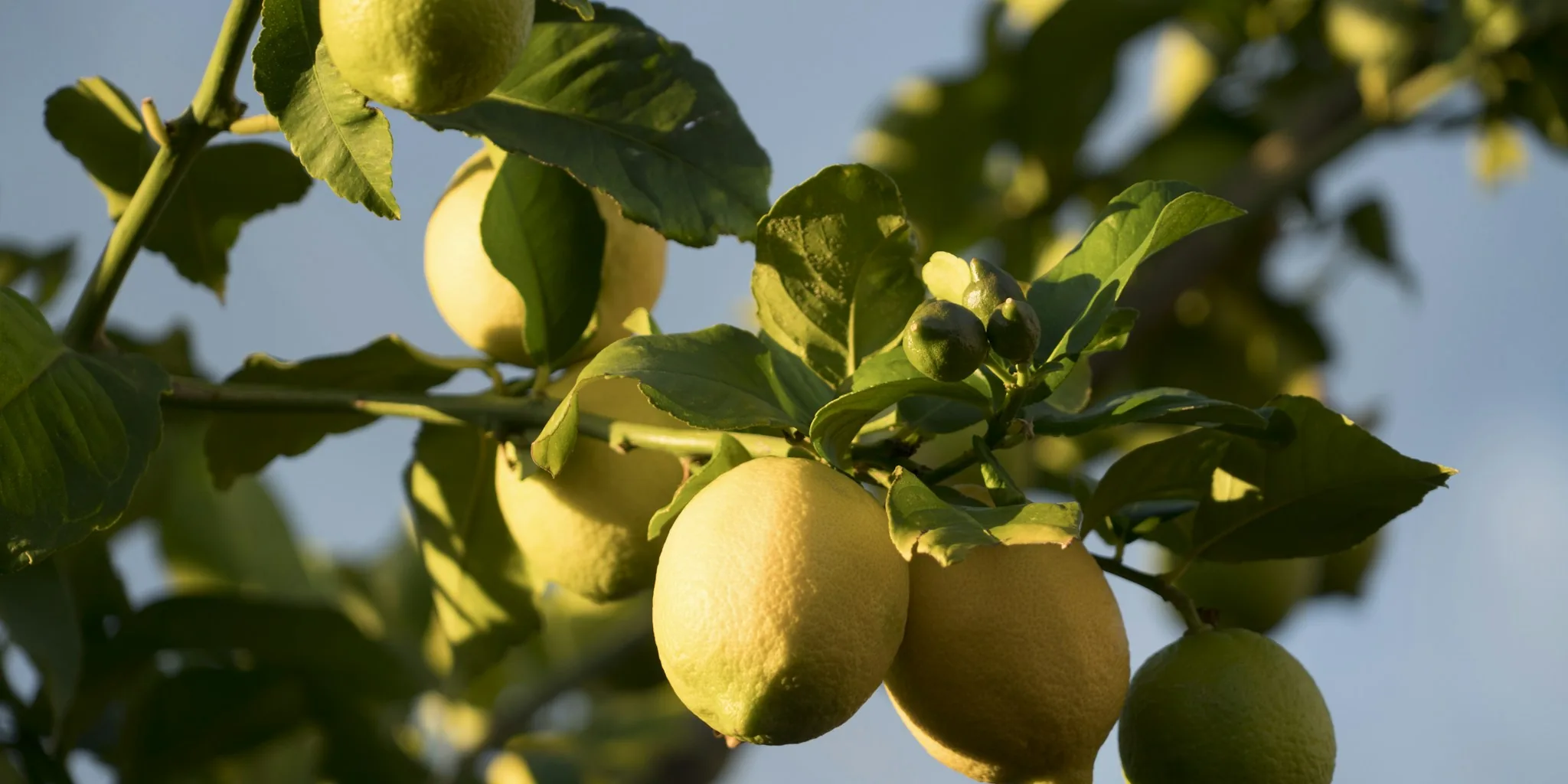October Lemon Tree Care: Essential Fall Tasks
