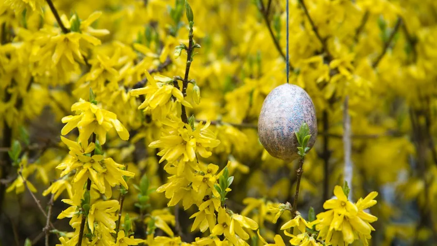 lilac forsythia spring flowers