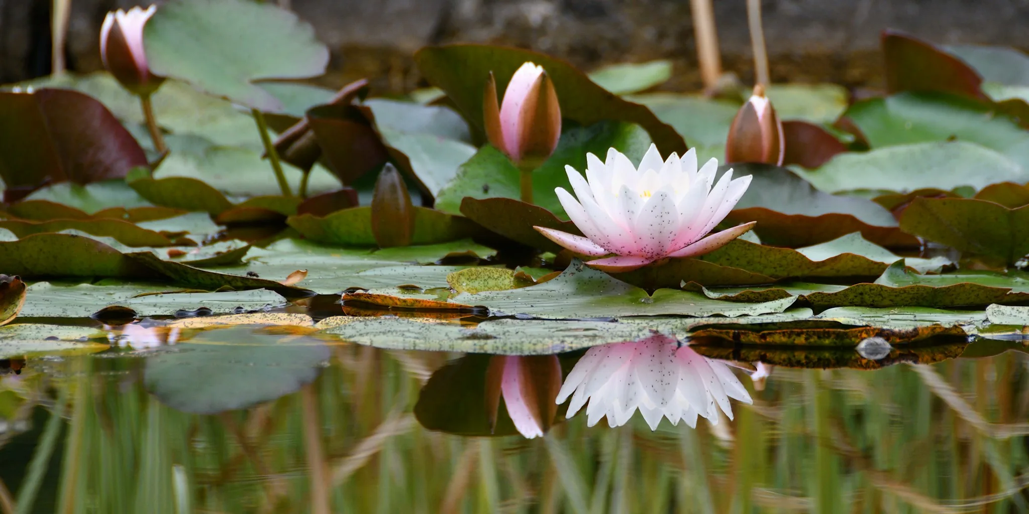 5 October Lily Plant Care Tasks for Bigger Summer Blooms