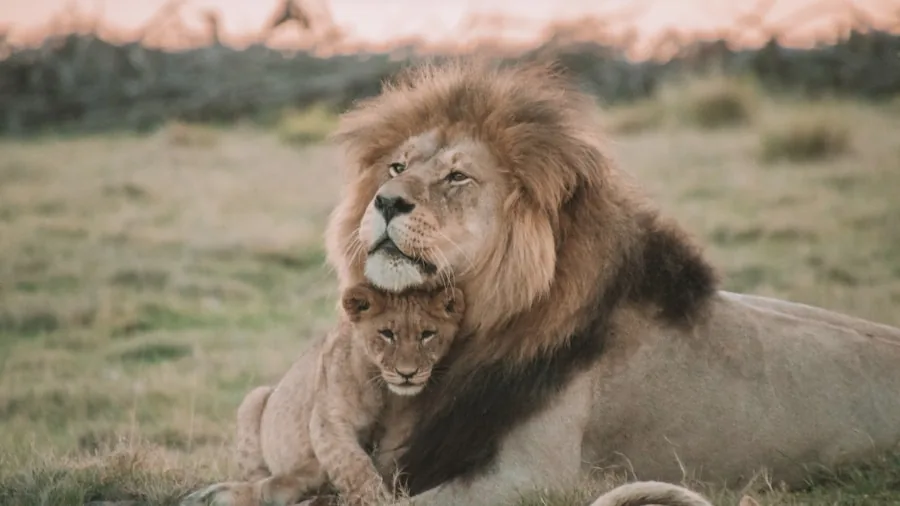 Illegal Exotic Pet Trade: What You Should Know About Wildlife Rescue and Captive Animals 2 lion cub mother pride learning