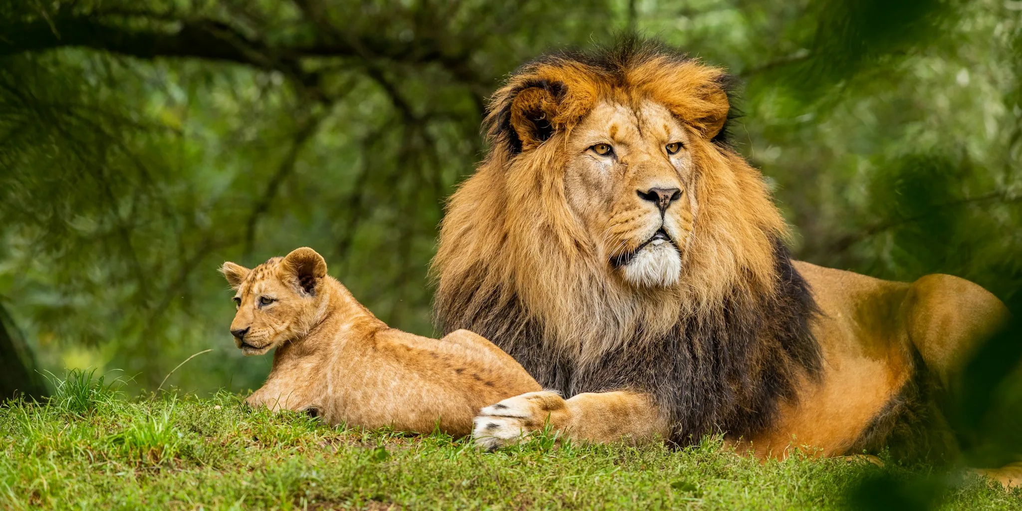 Rescued Lions Show Why Exotic Pets Harm Wildlife