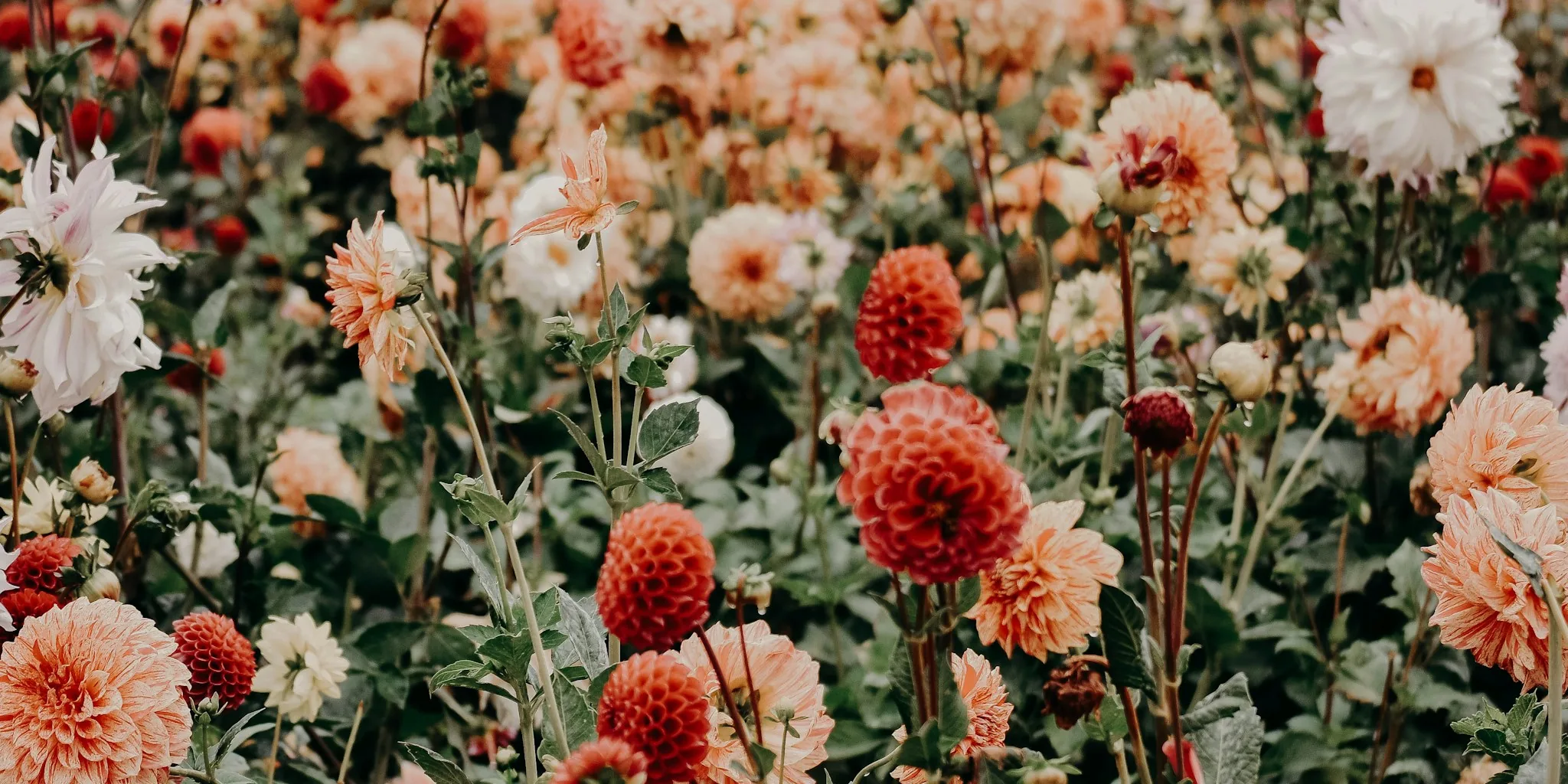 Science Backed Secrets to a Low Maintenance Blooming Garden