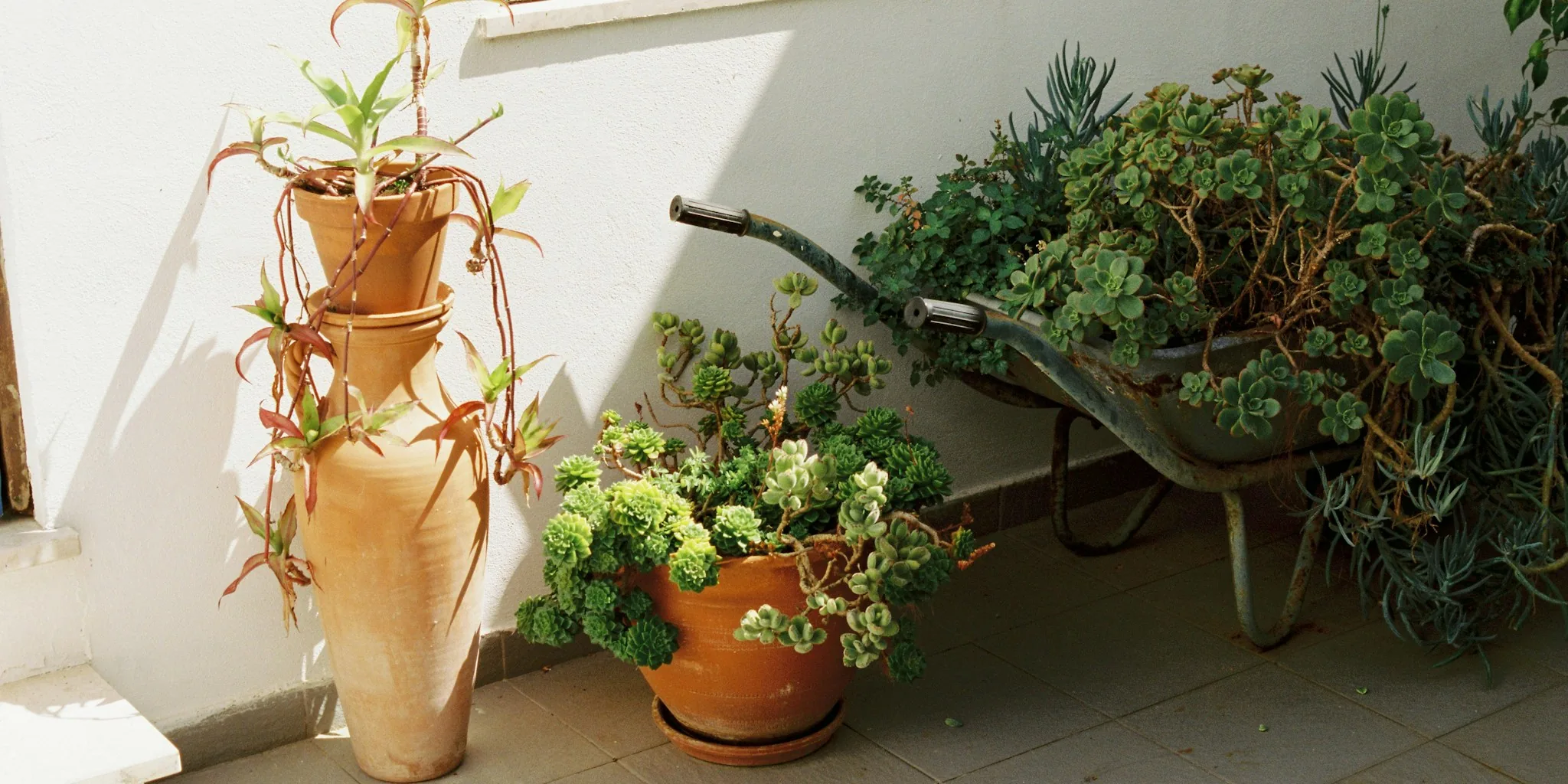 7 Container Garden Design Tips That Really Work
