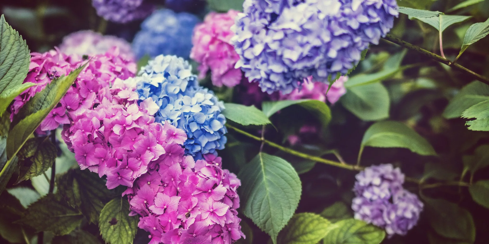 Practical Magic Garden Secrets for Your Yard