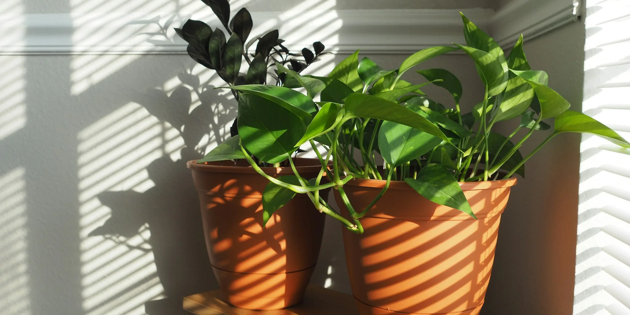 5 July Plant Care Tips for Fuller Growth