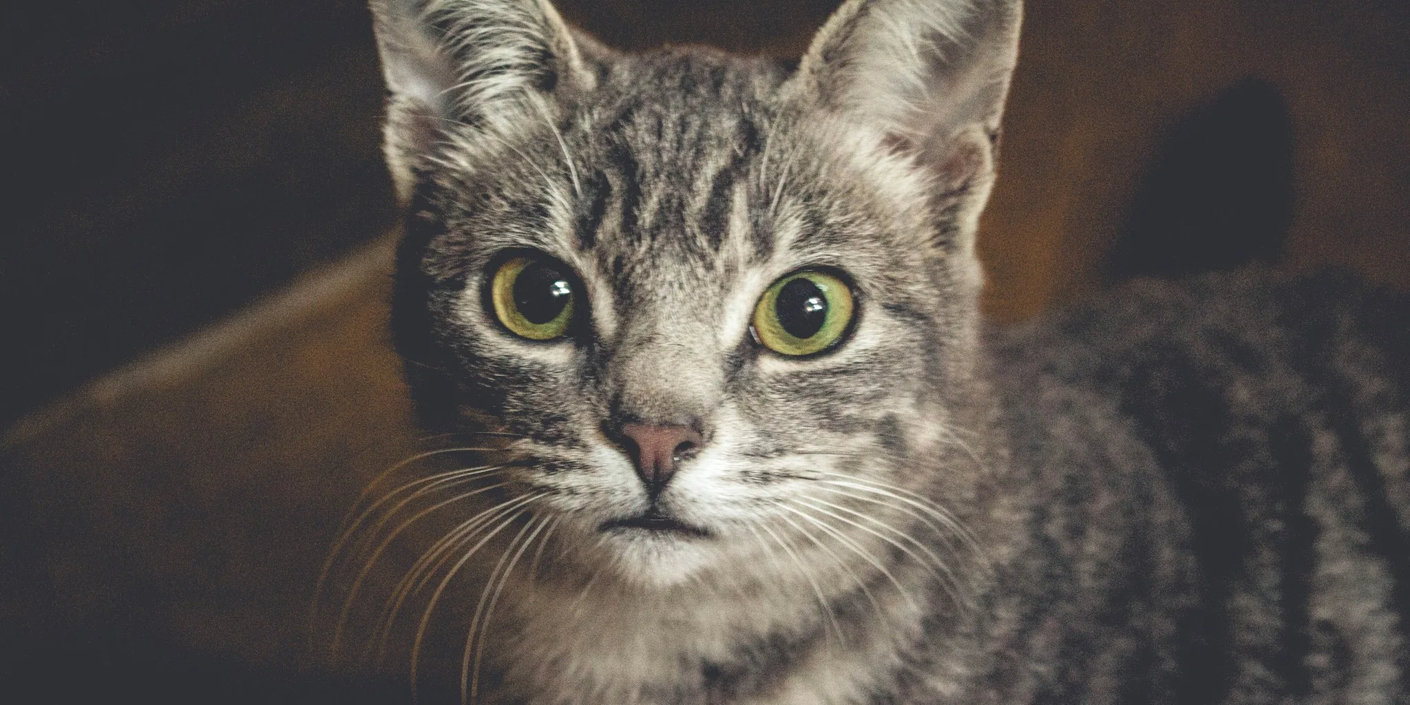 Anti-Anxiety Medication Shows Hope for Blocked Cats