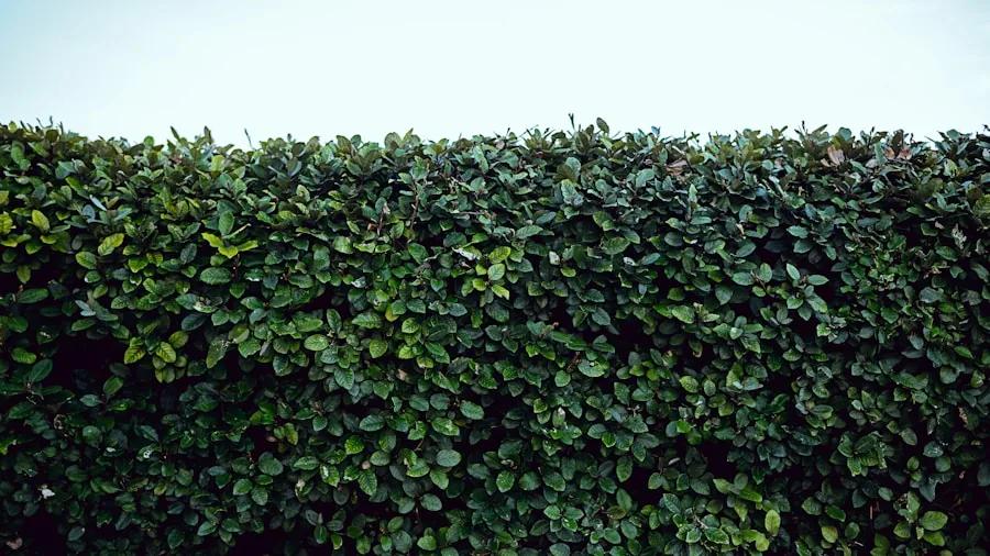 7 Tips for Planting a Hedge on Your Property Line Without Legal Issues 3 mature hedge trimming maintenance