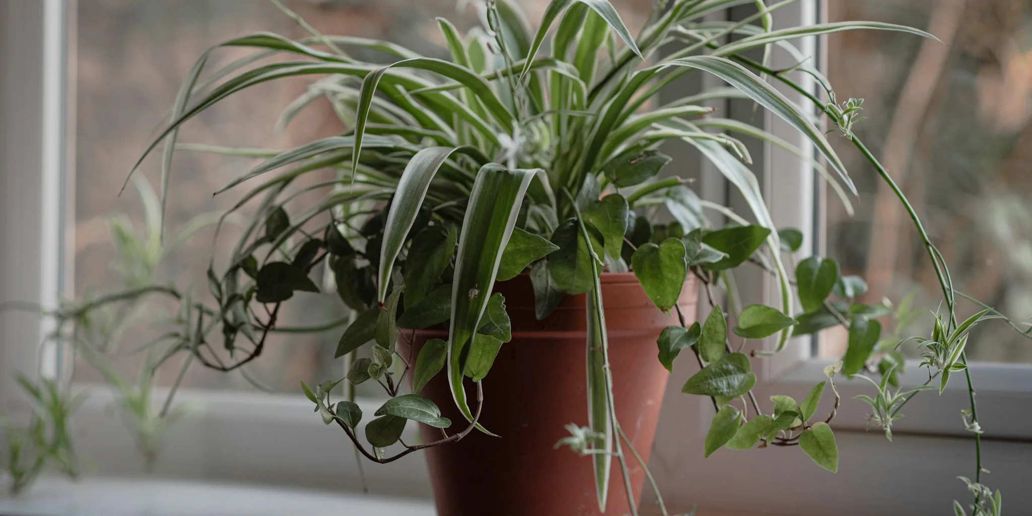 Carnivorous Plant Gains Ground as Natural Gnat Control