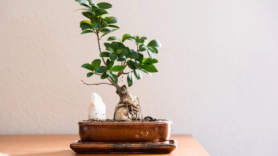 Meyer lemon tree potted indoors