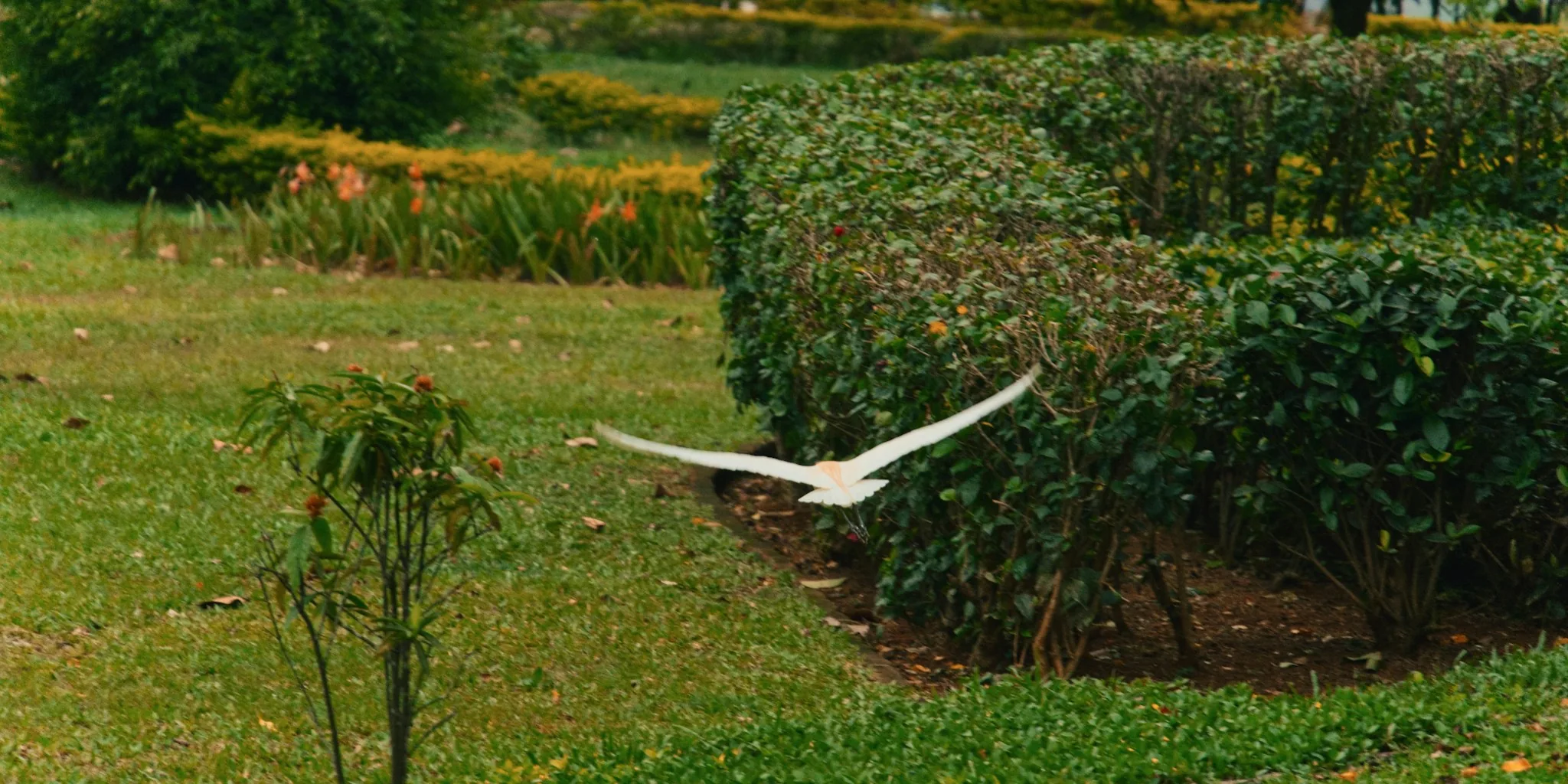 Create a Bird Migration Rest Stop in Your Garden