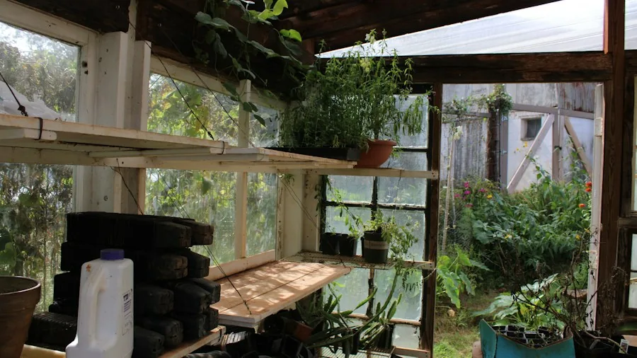 Budget Greenhouses Before Frost Hits: What Buyers Should Know 2 mini greenhouse shelves potted plants