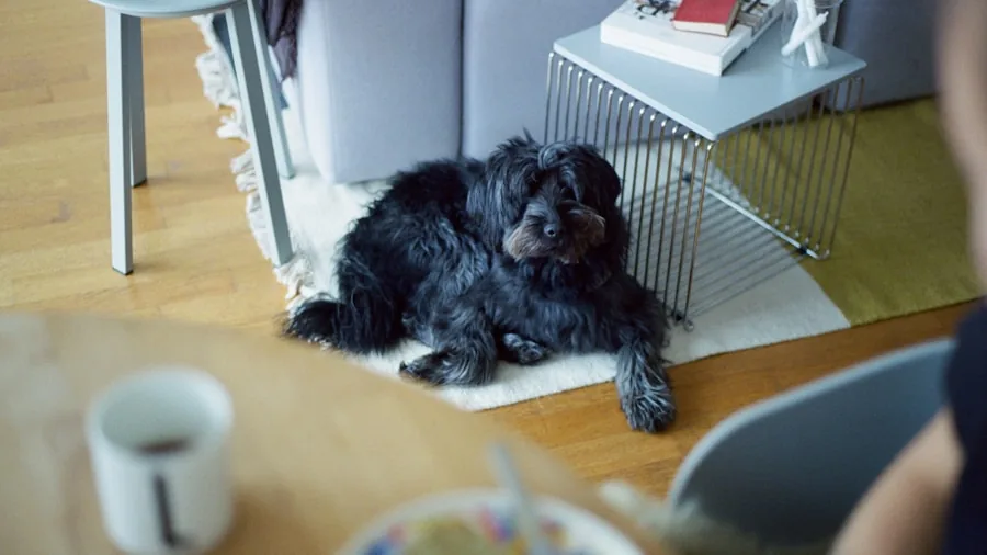 Modern living room with wire dog crate positioned near furniture, showing practical pet containment setup