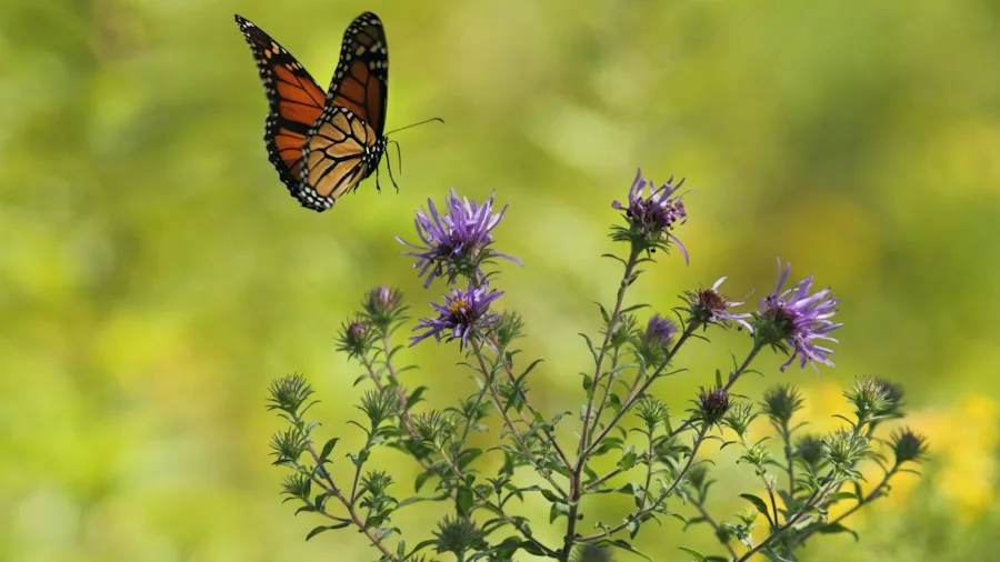 Fall Pollinator Plants: Your Garden Can Help Bees and Butterflies Thrive 3 monarch butterfly wildflowers late summer