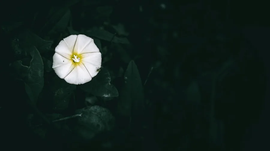 moonflower vine night blooming