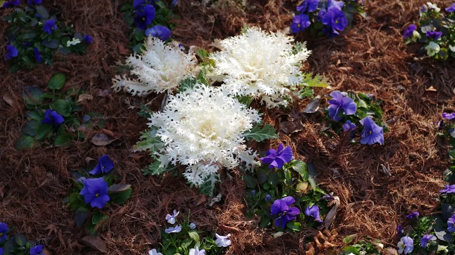 6 Fast Growing Shrubs for Summer Shade You Can Plant Now 2 mulched shrub planting spring