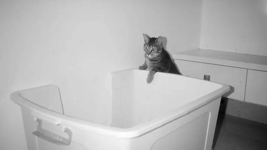 multi-cat household litter box