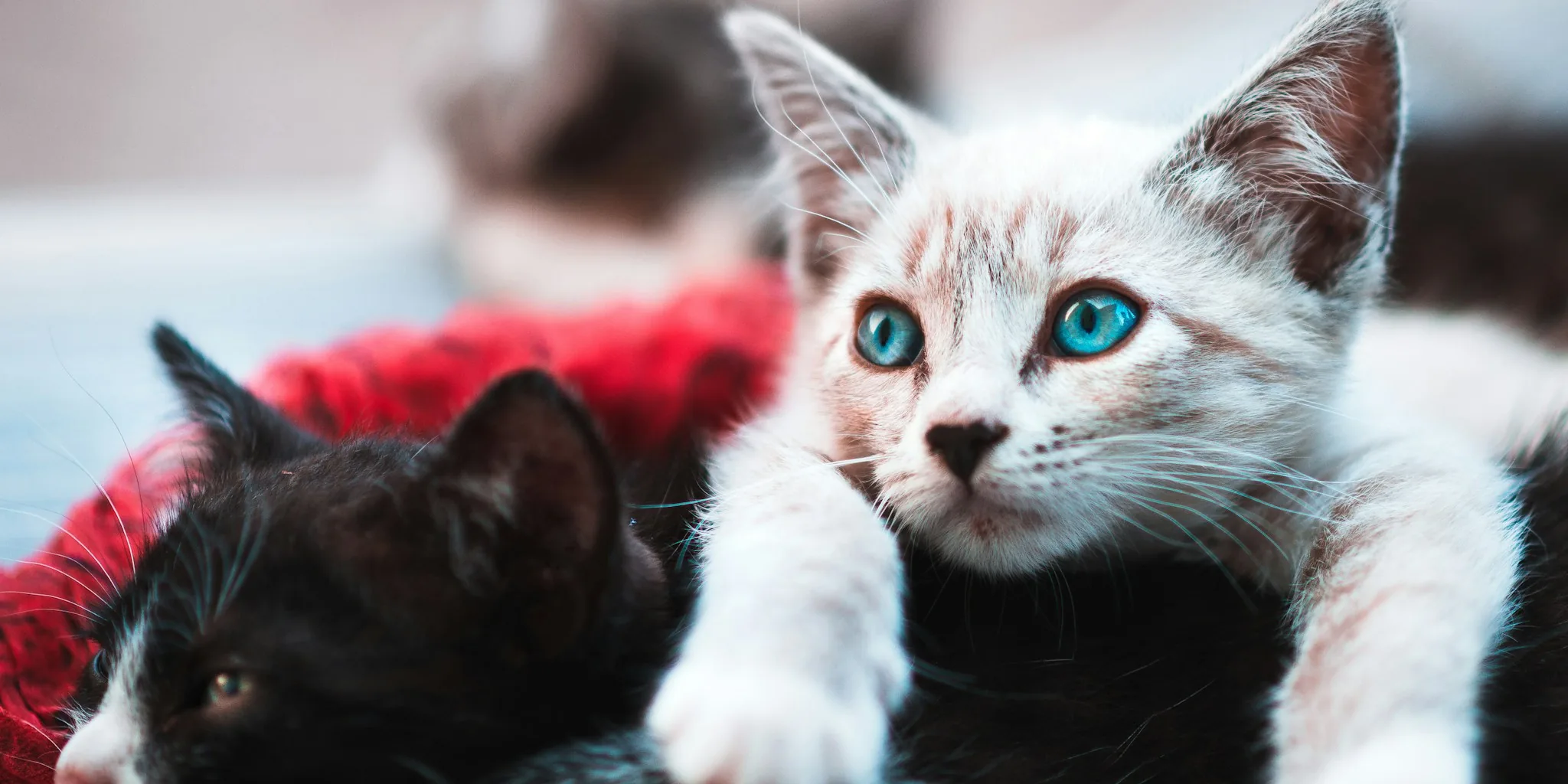 Cat Adoption Reality Check: Costs and Commitments to Know