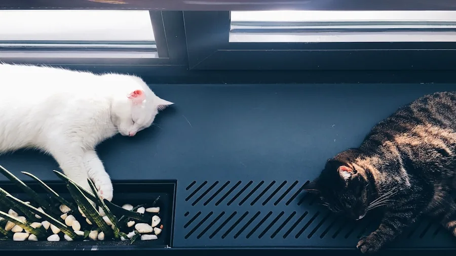 multiple cats eating from automatic feeders