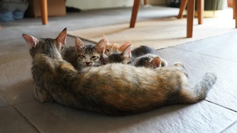 Foster Kitten with Rare Inner Ear Condition Shows Pet Owners What to Know 3 multiple kittens playing together indoors